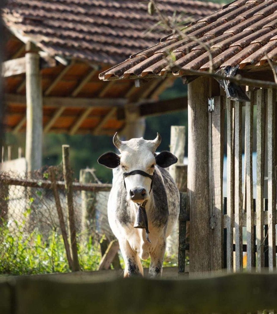 Vaquinha no curral da fazenda da imersão